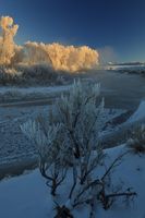 Well Lit Frosty Trees. Photo by Dave Bell.