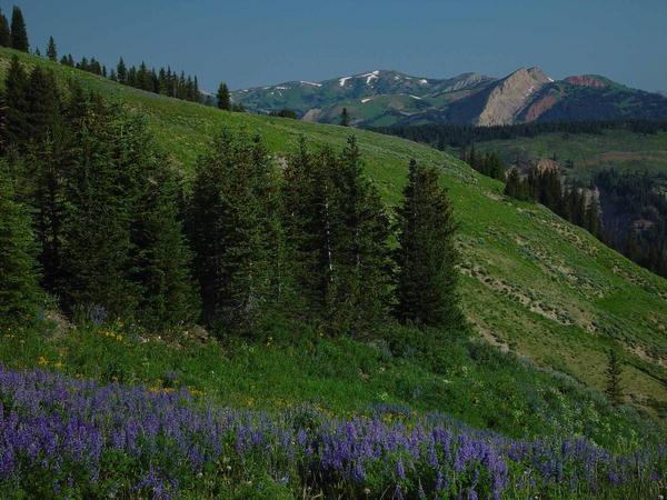 Lupine on Wyoming Range. Photo by Dave Bell.