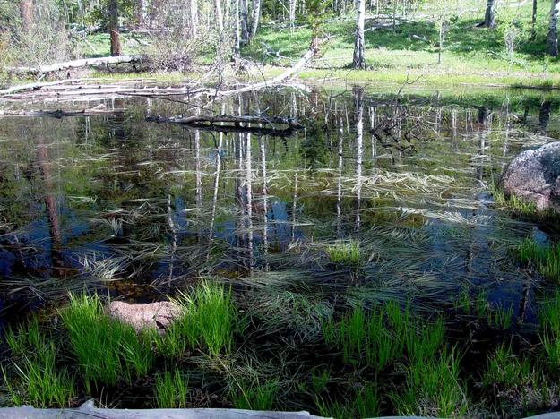 Reflection in Small Pond. Photo by Dave Bell.