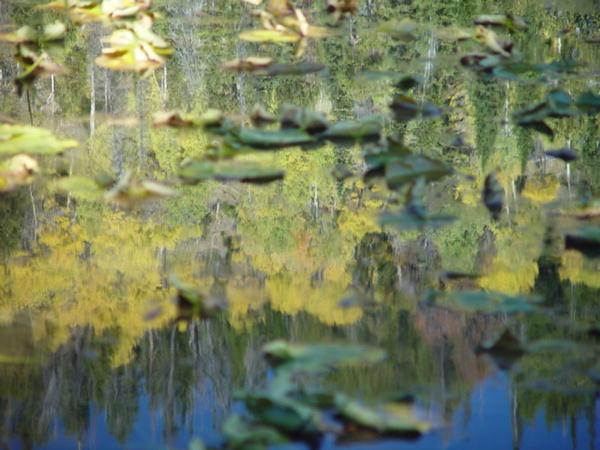 Lilly Pad Pond. Photo by Dave Bell.