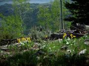 Balsam Root In Bloom Above Fremont Lake. Photo by Dave Bell.