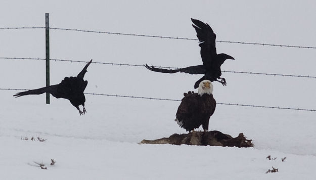 More Carcass Feeding. Photo by Dave Bell.