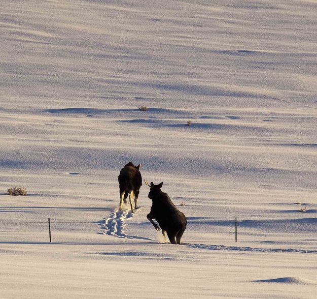 Second Moose Over Fence. Photo by Dave Bell.