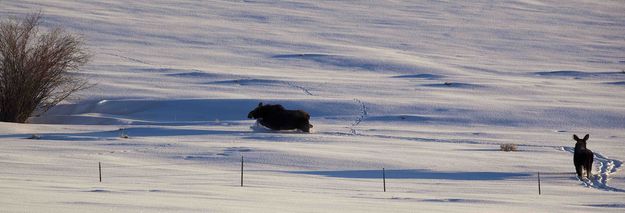 Headed For The Willows. Photo by Dave Bell.