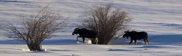 You Take This One; I'll Take The Other. Photo by Dave Bell.