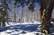 Snowy Scene. Photo by Dave Bell.