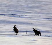 Moose #1 Over Fence. Photo by Dave Bell.