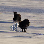 Clear. Photo by Dave Bell.