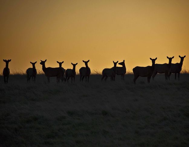 Elk Silhouette. Photo by Dave Bell.