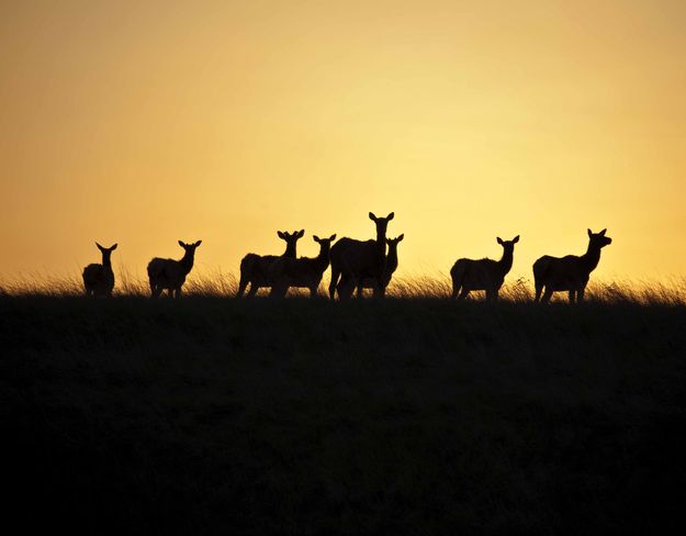 Silhouette At Sundown. Photo by Dave Bell.