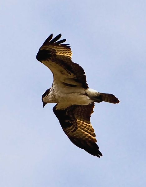 Hawk In Flight. Photo by Dave Bell.