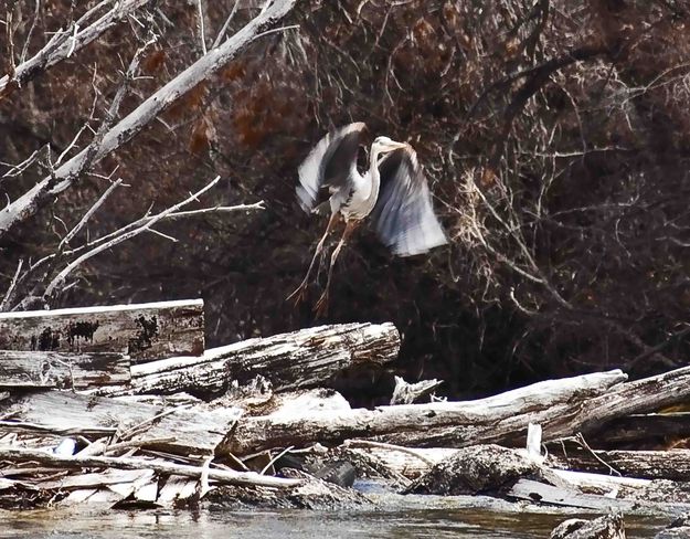 Heron Launch. Photo by Dave Bell.