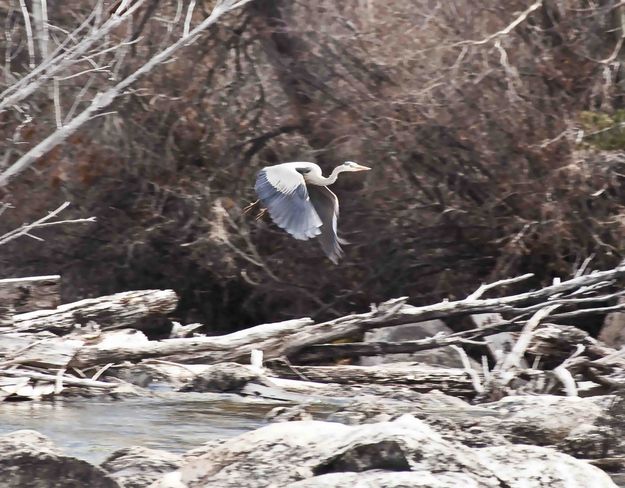 Heron In the Air. Photo by Dave Bell.