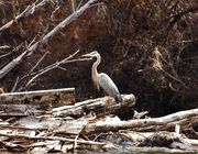 Blue Heron. Photo by Dave Bell.