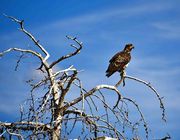 Eagle. Photo by Dave Bell.