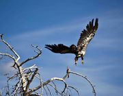 Golden Eagle Launch. Photo by Dave Bell.