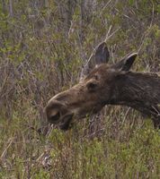 Chomp. Photo by Dave Bell.