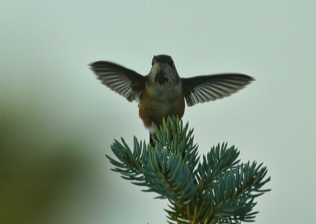 Hovering. Photo by Dave Bell.
