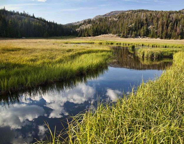 Ten Sleep Creek-Big Horn Mountains. Photo by Dave Bell.