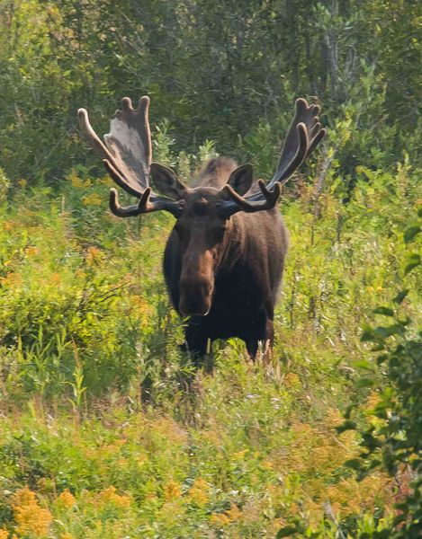 Big Guy. Photo by Dave Bell.