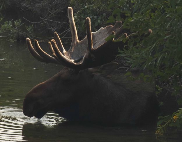 Great Rack!. Photo by Dave Bell.