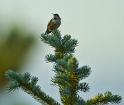 Sentry. Photo by Dave Bell.