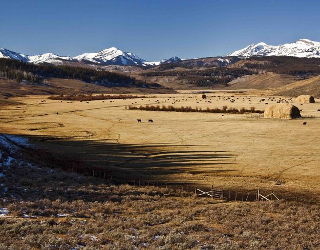 High Mountain Cattle Meadow. Photo by Dave Bell.