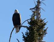 America's Bird. Photo by Dave Bell.