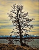 Fremont Lake Eagles. Photo by Dave Bell.