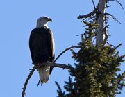 Bald Eagle. Photo by Dave Bell.