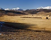 High Mountain Cattle Meadow. Photo by Dave Bell.