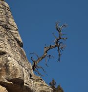 Twisty Snag. Photo by Dave Bell.