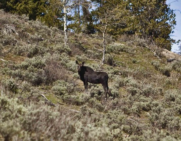 Clarks Draw Moose. Photo by Dave Bell.