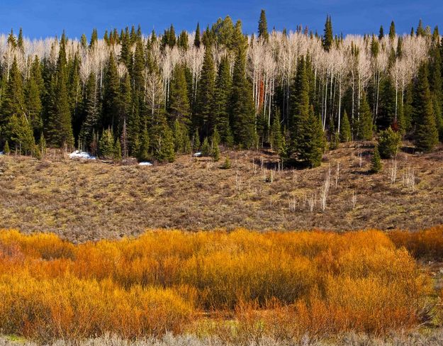 Yellows Willows In Clarks Draw. Photo by Dave Bell.