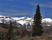 Subalpine Fir. Photo by Dave Bell.