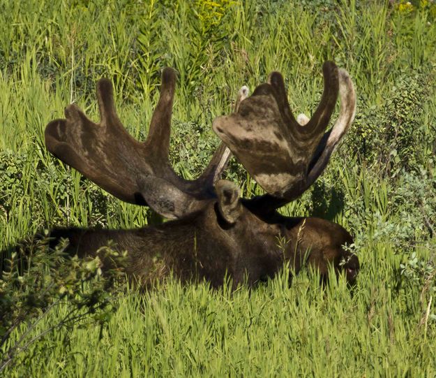 Bedded Down. Photo by Dave Bell.