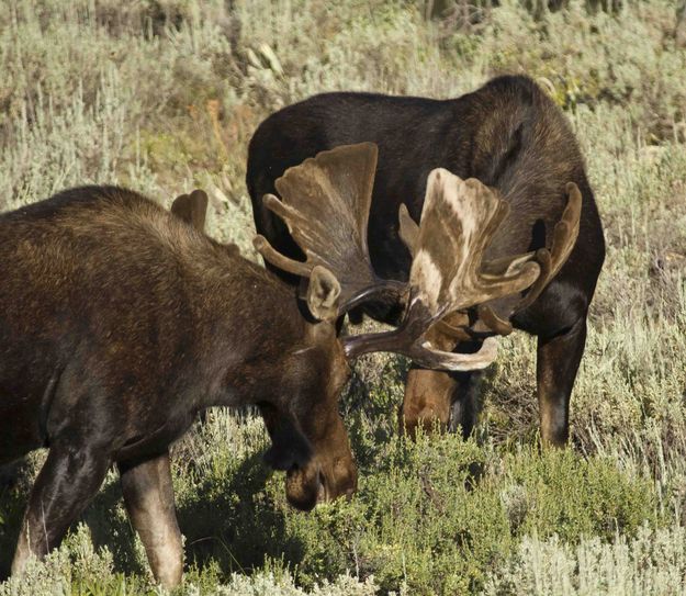 Big Fellas. Photo by Dave Bell.