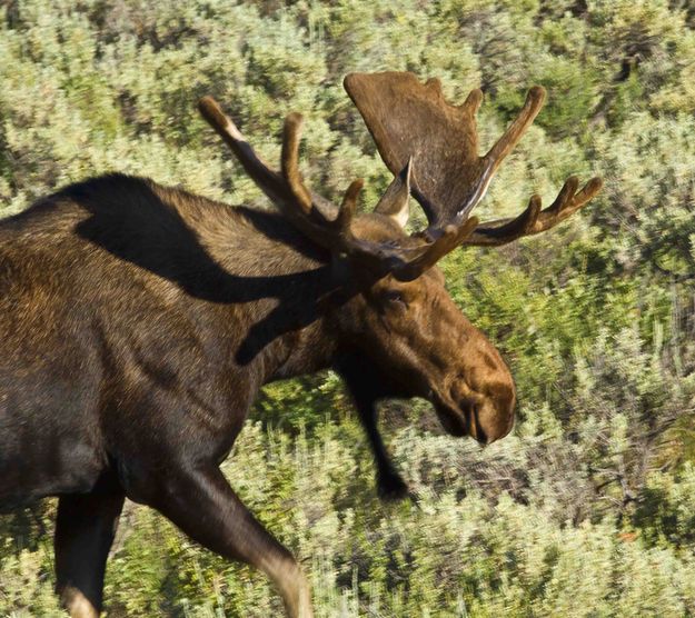 Bull Moose. Photo by Dave Bell.