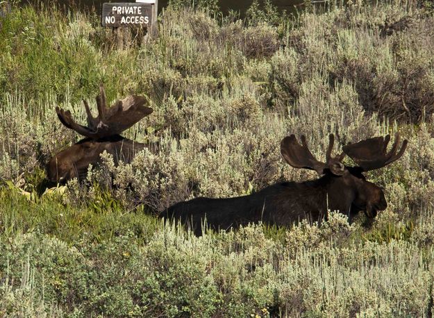 Resting. Photo by Dave Bell.