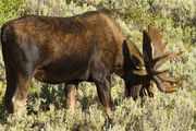 Bull Moose Grazing. Photo by Dave Bell.