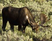 Grazing. Photo by Dave Bell.