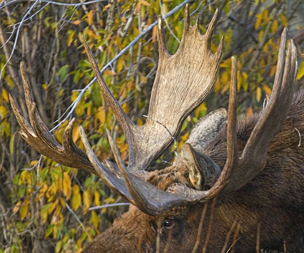 Horns And All. Photo by Dave Bell.