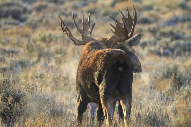 Heavy Breathing. Photo by Dave Bell.