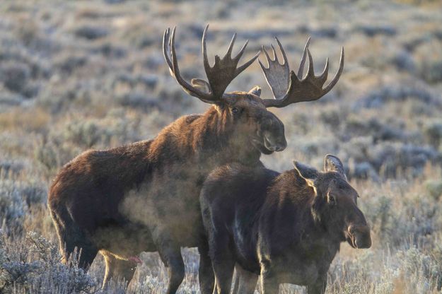 Bull Moose Engaged. Photo by Dave Bell.