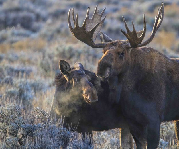 Two Beauties. Photo by Dave Bell.