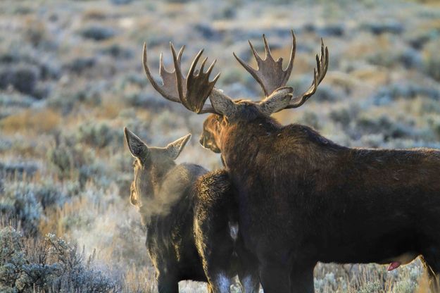 Male Dominance. Photo by Dave Bell.