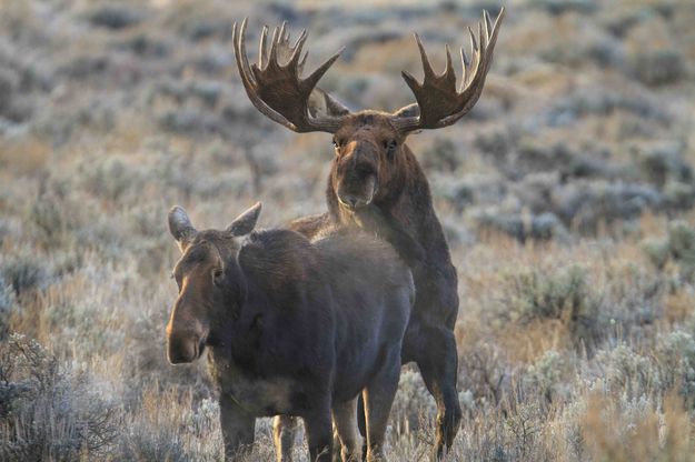 Bull Moose Working Hard. Photo by Dave Bell.