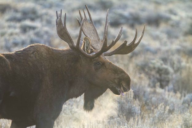 Mr. Moose. Photo by Dave Bell.