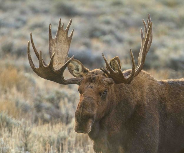 Mr. Big. Photo by Dave Bell.