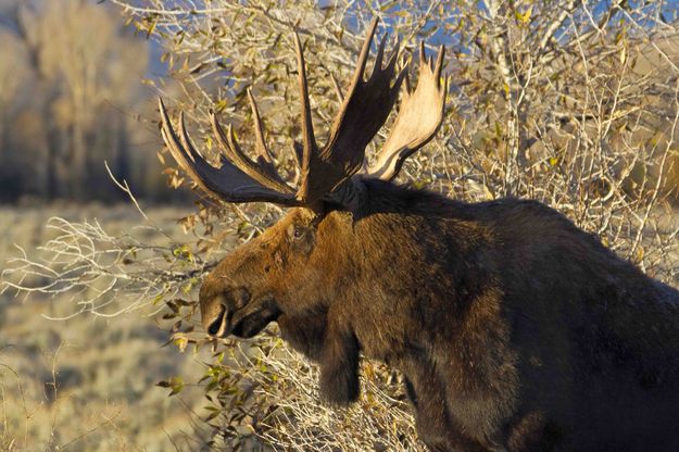 Moosely Profile. Photo by Dave Bell.